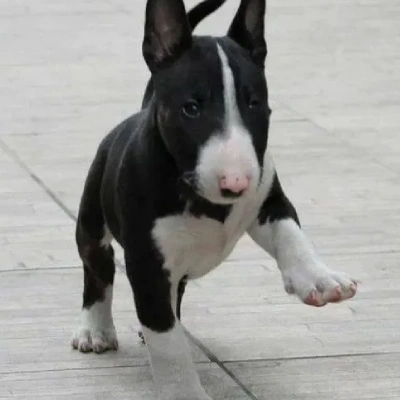 Bull Terrier Price in Nashik | Bull Terrier Puppies for sale in Nashik