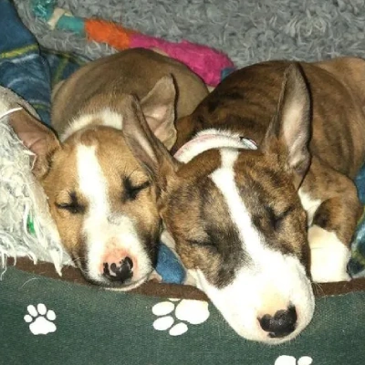 Bull Terrier Price in Visakhapatnam | Bull Terrier Puppies for sale in Visakhapatnam