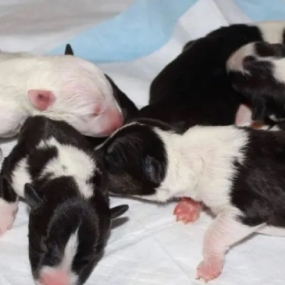 Bull Terrier Price in Nashik | Bull Terrier Puppies for sale in Nashik