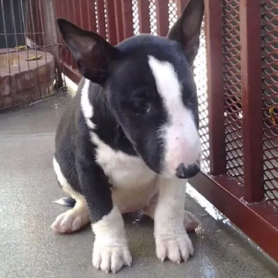 Bull Terrier Price in Nashik | Bull Terrier Puppies for sale in Nashik