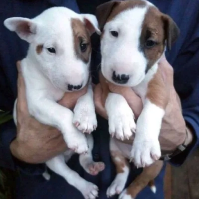 Bull Terrier Price in Nashik | Bull Terrier Puppies for sale in Nashik