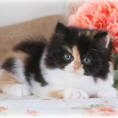 Calico cat Price in Mumbai | Calico cats for sale in Mumbai