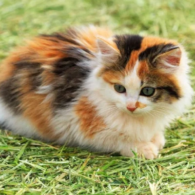 Calico cat Price in Mumbai | Calico cats for sale in Mumbai