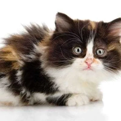 Calico cat Price in Mumbai | Calico cats for sale in Mumbai