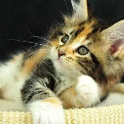 Calico cat Price in Mumbai | Calico cats for sale in Mumbai