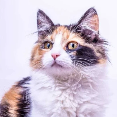 Calico cat Price in Mumbai | Calico cats for sale in Mumbai