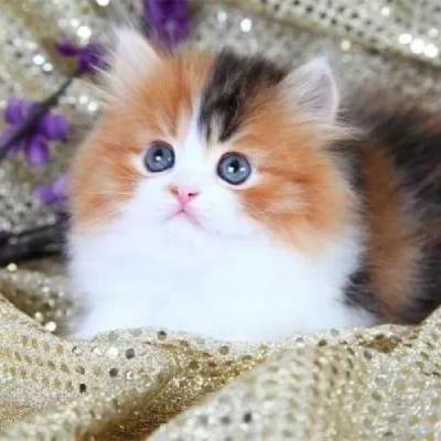 Calico cat Price in Mumbai | Calico cats for sale in Mumbai