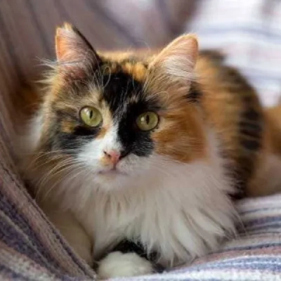 Calico cat Price in Mumbai | Calico cats for sale in Mumbai