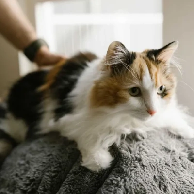 Calico cat Price in Mumbai | Calico cats for sale in Mumbai