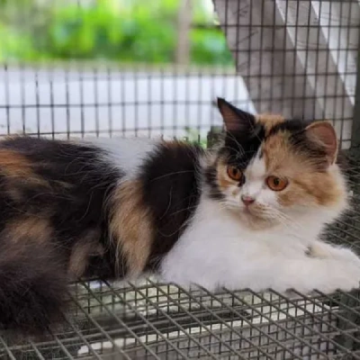 Calico cat Price in Mumbai | Calico cats for sale in Mumbai