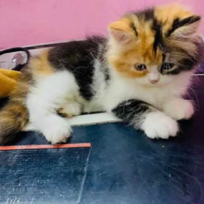 Calico cat Price in Mumbai | Calico cats for sale in Mumbai