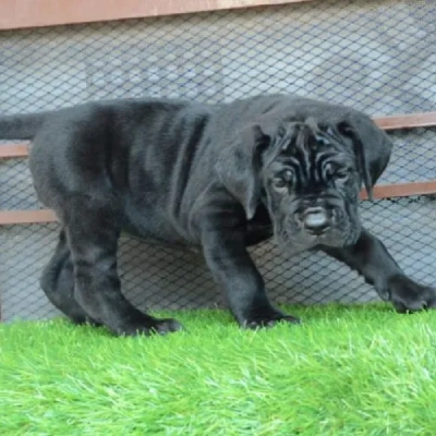 Cane Corso Price in Surat | Cane Corso Puppies for sale in Surat