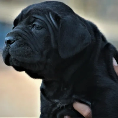 Cane Corso Price in Nashik | Cane Corso Puppies for sale in Nashik