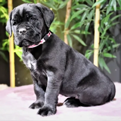 Cane Corso Price in Surat | Cane Corso Puppies for sale in Surat