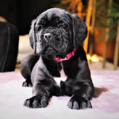 Cane Corso Price in Surat | Cane Corso Puppies for sale in Surat