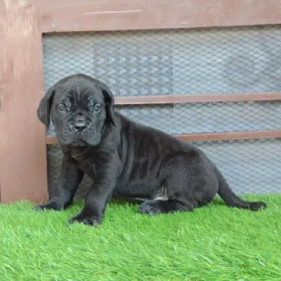 Cane Corso Price in Surat | Cane Corso Puppies for sale in Surat