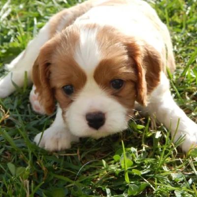 Cavalier King Charles Spaniel Price in Surat | Cavalier King Charles Spaniel Puppies for sale in Surat