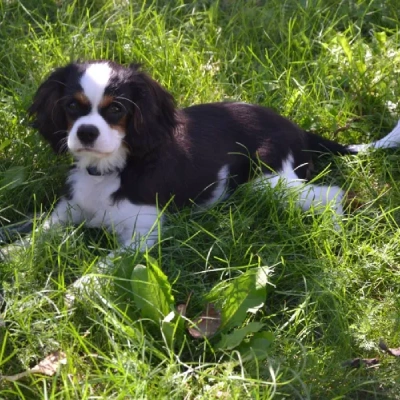 Cavalier King Charles Spaniel Price in Visakhapatnam | Cavalier King Charles Spaniel Puppies for sale in Visakhapatnam