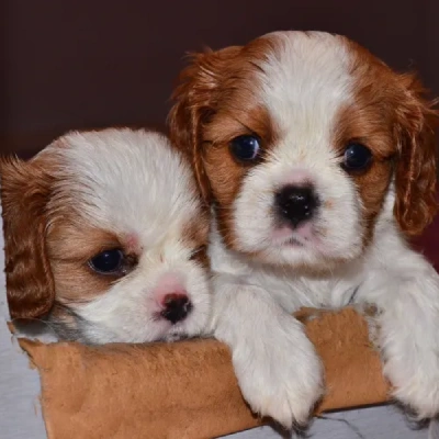 Cavalier King Charles Spaniel Price in Visakhapatnam | Cavalier King Charles Spaniel Puppies for sale in Visakhapatnam