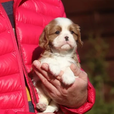 Cavalier King Charles Spaniel Price in Visakhapatnam | Cavalier King Charles Spaniel Puppies for sale in Visakhapatnam