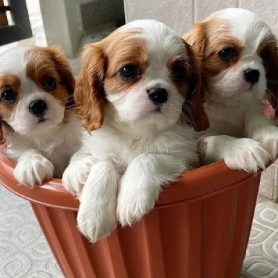 Cavalier King Charles Spaniel Price in Nashik | Cavalier King Charles Spaniel Puppies for sale in Nashik