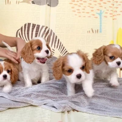 Cavalier King Charles Spaniel Price in Nashik | Cavalier King Charles Spaniel Puppies for sale in Nashik