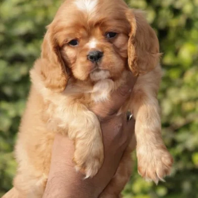 Cavalier King Charles Spaniel Price in Visakhapatnam | Cavalier King Charles Spaniel Puppies for sale in Visakhapatnam