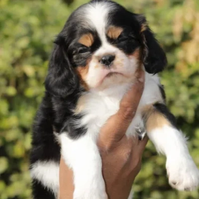 Cavalier King Charles Spaniel Price in Visakhapatnam | Cavalier King Charles Spaniel Puppies for sale in Visakhapatnam