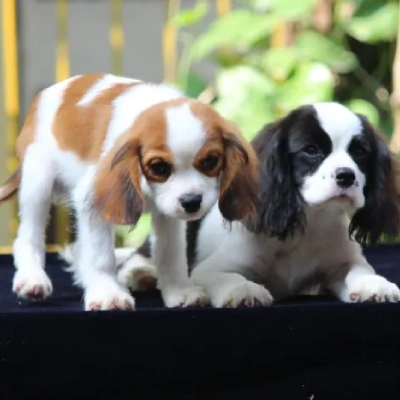 Cavalier King Charles Spaniel Price in Visakhapatnam | Cavalier King Charles Spaniel Puppies for sale in Visakhapatnam