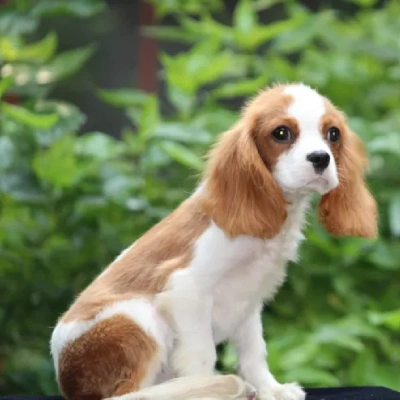 Cavalier King Charles Spaniel Price in Visakhapatnam | Cavalier King Charles Spaniel Puppies for sale in Visakhapatnam