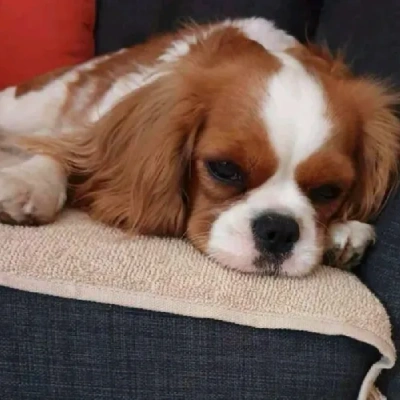 Cavalier King Charles Spaniel Price in Nashik | Cavalier King Charles Spaniel Puppies for sale in Nashik