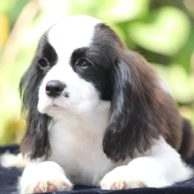 Cavalier King Charles Spaniel Price in Visakhapatnam | Cavalier King Charles Spaniel Puppies for sale in Visakhapatnam