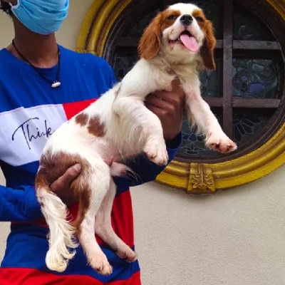 Cavalier King Charles Spaniel Price in Visakhapatnam | Cavalier King Charles Spaniel Puppies for sale in Visakhapatnam