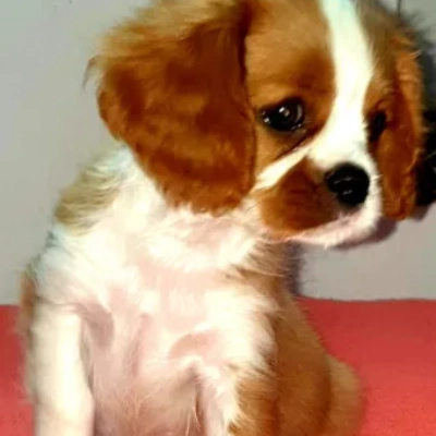 Cavalier King Charles Spaniel Price in Nashik | Cavalier King Charles Spaniel Puppies for sale in Nashik