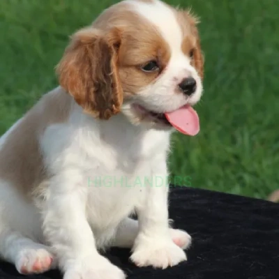 Cavalier King Charles Spaniel Price in Visakhapatnam | Cavalier King Charles Spaniel Puppies for sale in Visakhapatnam