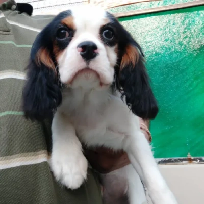 Cavalier King Charles Spaniel Price in Visakhapatnam | Cavalier King Charles Spaniel Puppies for sale in Visakhapatnam