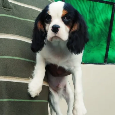 Cavalier King Charles Spaniel Price in Surat | Cavalier King Charles Spaniel Puppies for sale in Surat