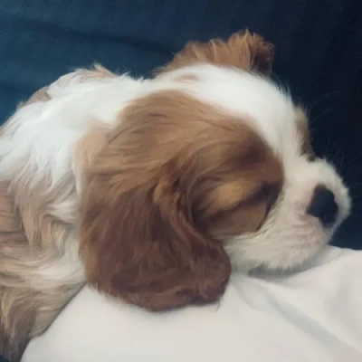 Cavalier King Charles Spaniel Price in Visakhapatnam | Cavalier King Charles Spaniel Puppies for sale in Visakhapatnam