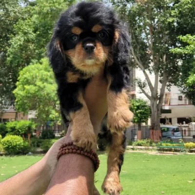 Cavalier King Charles Spaniel Price in Visakhapatnam | Cavalier King Charles Spaniel Puppies for sale in Visakhapatnam