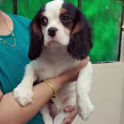 Cavalier King Charles Spaniel Price in Visakhapatnam | Cavalier King Charles Spaniel Puppies for sale in Visakhapatnam