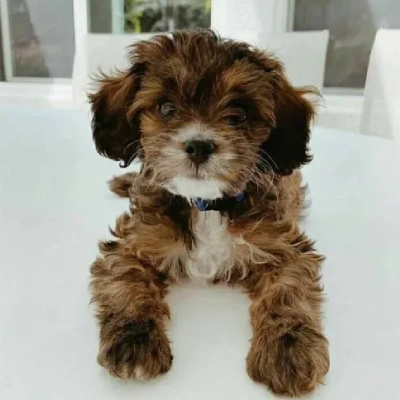 Cavapoo Price in Surat | Cavapoo Puppies for sale in Surat