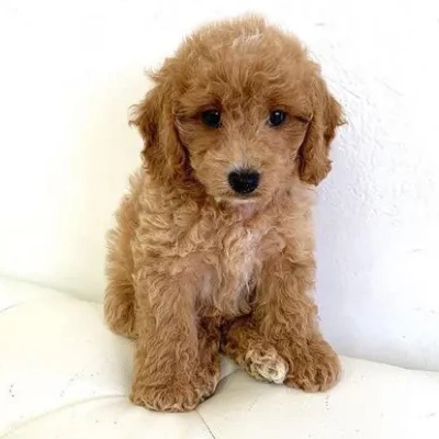 Cavapoo Price in Surat | Cavapoo Puppies for sale in Surat