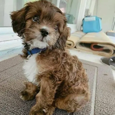 Cavapoo Price in Surat | Cavapoo Puppies for sale in Surat