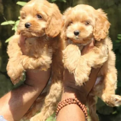 Cavapoo Price in Nashik | Cavapoo Puppies for sale in Nashik