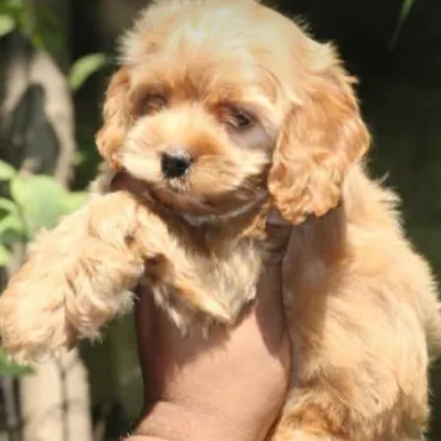 Cavapoo Price in Surat | Cavapoo Puppies for sale in Surat