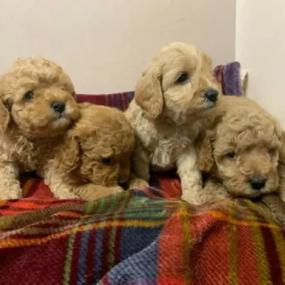 Cavapoo Price in Nashik | Cavapoo Puppies for sale in Nashik