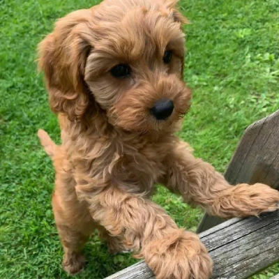 Cavapoo Price in Surat | Cavapoo Puppies for sale in Surat