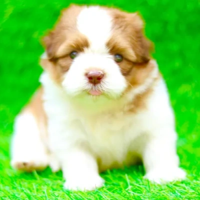 Cavapoo Price in Surat | Cavapoo Puppies for sale in Surat