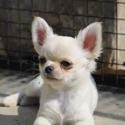 Chihuahua Price in Surat | Chihuahua Puppies for sale in Surat