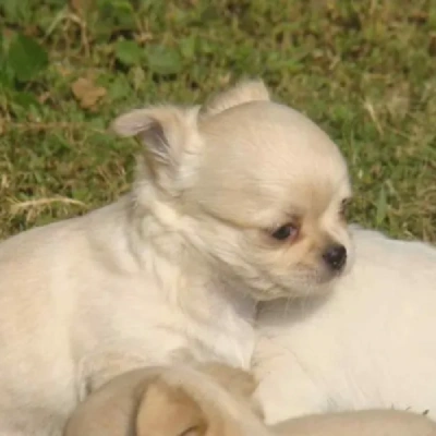 Chihuahua Price in Surat | Chihuahua Puppies for sale in Surat